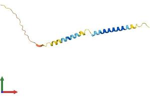 AlphaFold protein structure predicition of Human Recombinant TCEAL7 Protein, UniprotID Q9BRU2