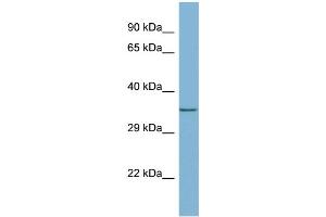 WB Suggested Anti-MEMO1 Antibody Titration: 0. (MEMO1 抗体  (Middle Region))