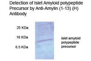 Mouse pancreas tissue homogenate on 15 % Tricine_PAGE (reduce condition) Primary Antibody 1:500 (Amylin/DAP 抗体  (AA 1-13))