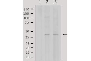 Western blot analysis of extracts from various samples, using WTAP Antibody. (WTAP 抗体  (C-Term))