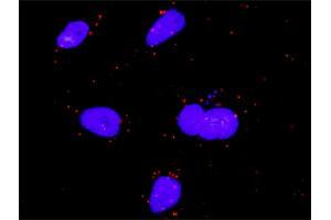Proximity Ligation Analysis of protein-protein interactions between FGF5 and MAPK1. (FGF5 抗体  (AA 1-123))