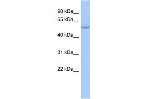 WB Suggested Anti-ZNF639 Antibody Titration:  0. (ZNF639 抗体  (N-Term))