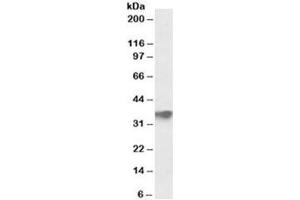 Western blot testing of human testis lysate with FBXO4 antibody at 0. (FBXO4 抗体)