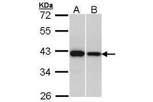 WB Image Sample (30 ug of whole cell lysate) A: H1299 B: Hep G2 , 12% SDS PAGE antibody diluted at 1:1000 (RAD51 抗体  (Center))