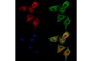 ABIN6264656 and ABIN6279714 staining Hela cells by IF/ICC. (RASSF3 抗体  (Internal Region))