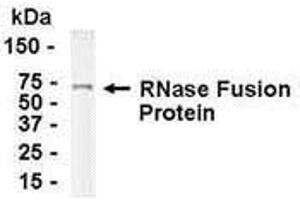 Western Blotting (WB) image for anti-Ribonuclease, RNase A Family, 1 (Pancreatic) (RNASE1) (AA 1-156) antibody (ABIN2468182) (RNASE1 抗体  (AA 1-156))