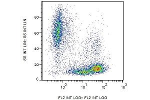 Surface staining of human peripheral blood cells with anti-human CD99 (3B2/TA8) PE. (CD99 抗体  (PE))