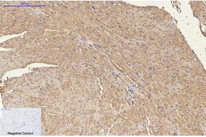 Immunohistochemical analysis of paraffin-embedded mouse heart tissue. (ENO2/NSE 抗体)