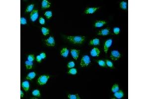 IF analysis of CLPB using anti-CLPB antibody (ABIN7601732). (CLPB 抗体  (AA 438-707))