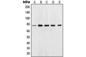 Western blot analysis of OCT1 expression in Jurkat (A), Ramos (B), K562 (C), Molt (D), HeLa (E) whole cell lysates. (POU2F1 抗体  (N-Term))