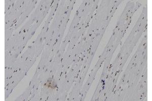 ABIN6263612 and ABIN6277336 at 1/100 staining Mouse heart tissue by IHC-P. (Neurogenin 3 抗体  (N-Term))