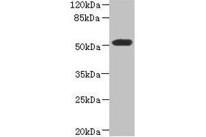 Western blot All lanes: ASPSCR1 antibody at 8. (ASPSCR1 抗体  (AA 284-553))