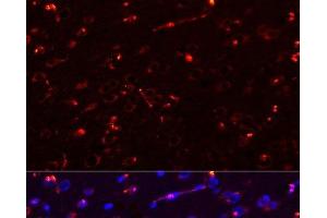 Immunofluorescence analysis of Rat brain using MEGF10 Polyclonal Antibody at dilution of 1:100. (MEGF10 抗体)