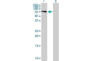 Western Blot analysis of IL7R expression in transfected 293T cell line by IL7R MaxPab polyclonal antibody. (IL7R 抗体  (AA 1-459))