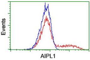 Image no. 6 for anti-Aryl Hydrocarbon Receptor Interacting Protein-Like 1 (AIPL1) antibody (ABIN1496508) (AIPL1 抗体)