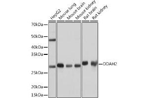 Western blot analysis of extracts of various cell lines, using DD Rabbit mAb (ABIN7266779) at 1:1000 dilution. (DDAH2 抗体)