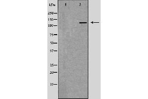 Western blot analysis of extracts of MCF-7, using RFC1 antibody. (RFC1 抗体  (Internal Region))