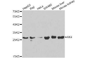 Western blot analysis of extracts of various cell lines, using AK4 antibody (ABIN5971082) at 1/1000 dilution. (AK4 抗体)