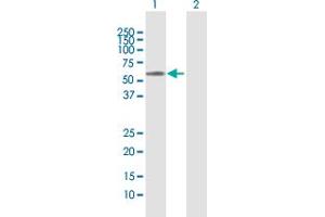 Western Blot analysis of MMP3 expression in transfected 293T cell line by MMP3 MaxPab polyclonal antibody.