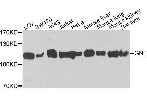 Western blot analysis of extracts of various cell lines, using GNE antibody. (GNE 抗体)
