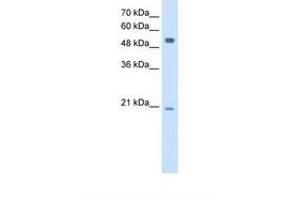 Image no. 1 for anti-B Lymphoid Tyrosine Kinase (BLK) (AA 301-350) antibody (ABIN321027) (BLK 抗体  (AA 301-350))