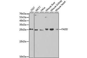 Western blot analysis of extracts of various cell lines, using FADD antibody (ABIN2562524) at 1:1000 dilution. (FADD 抗体)