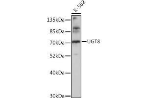 Western blot analysis of extracts of K-562 cells, using UGT8 antibody (ABIN7271196) at 1:1000 dilution. (UGT8 抗体  (AA 380-460))