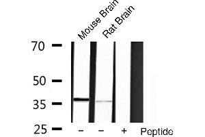 Western blot analysis of extracts of various cell lines,using OCT3 antibody. (OCT4 抗体  (Internal Region))