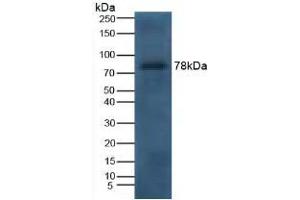 Detection of LTF in Canine Serum using Polyclonal Antibody to Lactoferrin (LTF) (Lactoferrin 抗体  (AA 28-351))