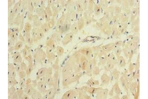 Immunohistochemistry of paraffin-embedded human heart tissue using ABIN7167439 at dilution of 1:100 (REEP2 抗体  (AA 78-252))