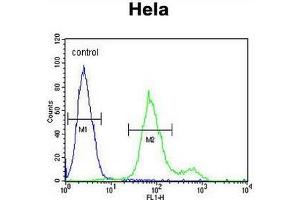 SUMF1 Antibody (C-Term) flow cytometric analysis of Hela cells (right histogram) compared to a negative control cell (left histogram). (SUMF1 抗体  (C-Term))
