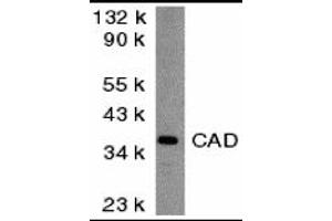 Western Blotting (WB) image for anti-Carbamoyl-Phosphate Synthetase 2, Aspartate Transcarbamylase, and Dihydroorotase (CAD) (Middle Region) antibody (ABIN1030894) (CAD 抗体  (Middle Region))