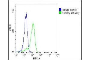 Overlay histogram showing K562 cells stained with (ABIN653273 and ABIN2842789)(green line). (ENTPD2 抗体  (N-Term))