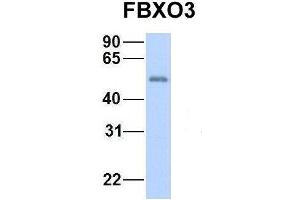 Host:  Rabbit  Target Name:  GNAS  Sample Type:  Human Fetal Heart  Antibody Dilution:  1. (F-Box Protein 3 抗体  (N-Term))