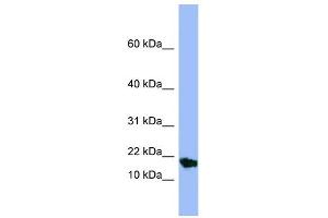 WB Suggested Anti-SMR3A Antibody Titration:  0.