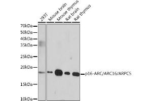 Western blot analysis of extracts of various cell lines, using p16-ARC// Rabbit mAb (ABIN1681279, ABIN3019212, ABIN3019213 and ABIN7101732) at 1:1000 dilution. (ARPC5 抗体)