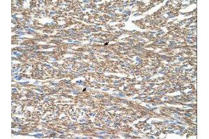 Image no. 1 for anti-Cytochrome C Oxidase Subunit IV Isoform 1 (COX4I1) (N-Term) antibody (ABIN203371) (COX IV 抗体  (N-Term))