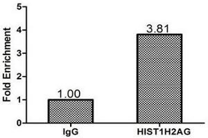 Chromatin Immunoprecipitation Hela(1. (HIST1H2AG 抗体  (AA 2-130))