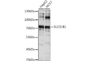 Western blot analysis of extracts of various cell lines, using SLCO1B1 antibody (ABIN7270488) at 1:1000 dilution. (SLCO1B1 抗体  (AA 597-691))