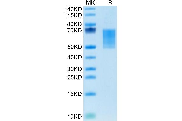 CD55 Protein (AA 35-362) (His tag)