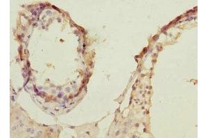 Immunohistochemistry of paraffin-embedded human testis tissue using ABIN7168158 at dilution of 1:100 (PRPS1 抗体  (AA 1-318))