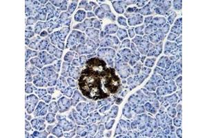 Immunohistochemistry (IHC) image for anti-Ubiquitin Carboxyl-terminal Esterase L1 (Ubiquitin Thiolesterase) (UCHL1) (AA 187-214) antibody (ABIN3029421)