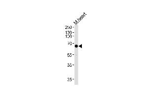 Western blot analysis of lysate from mouse heart tissue lysate, using Mouse Mapkapk3 Antibody at 1:1000 at each lane. (MAPKAP Kinase 3 抗体  (N-Term))