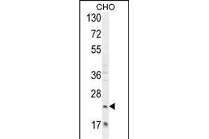 RILPL2 Antibody (Center) (ABIN654981 and ABIN2844621) western blot analysis in CHO cell line lysates (35 μg/lane). (RILPL2 抗体  (AA 120-149))