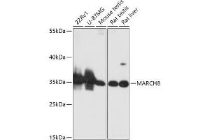 Western blot analysis of extracts of various cell lines, using M antibody (ABIN6133222, ABIN6143551, ABIN6143552 and ABIN6216789) at 1:1000 dilution. (MARCH8 抗体  (AA 232-291))