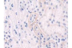 DAB staining on IHC-P; Samples: Rat Kidney Tissue (IDO 抗体  (AA 106-190))