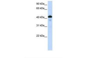 Image no. 1 for anti-Surfactant Protein B (SFTPB) (AA 194-243) antibody (ABIN1493901) (SFTPB 抗体  (AA 194-243))