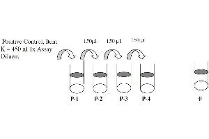 Image no. 3 for cAMP Responsive Element Binding Protein 1 (CREB1) ELISA Kit (ABIN1981714)