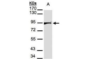 Western Blotting (WB) image for anti-Heat Shock Protein 90kDa alpha (Cytosolic), Class B Member 1 (HSP90AB1) (Internal Region) antibody (ABIN2855037)
