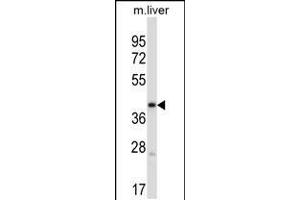 Western blot analysis in mouse liver tissue lysates (35ug/lane). (PDK3 抗体  (C-Term))